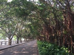 -大湾区中央湿地公园