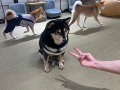 -逗柴咖啡屋·狗咖猫咖宠物桌游