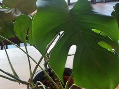 -Wagas沃歌斯(汇智店)