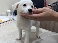 -佩兹宠物医院肿瘤专科·眼科·牙科(黄浦店)