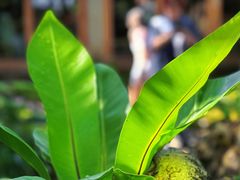 -Chom Cafe and Restaurant