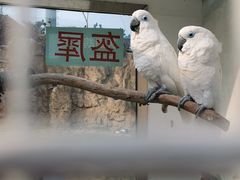 -西霞口神雕山野生动物世界