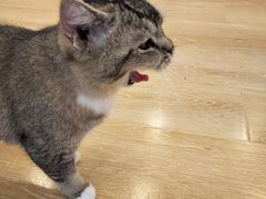 -猫咪派对(江南西店)
