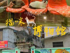 -猫咪博物馆(顶澳仔猫街店)
