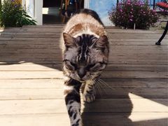 海边的猫和咖啡馆-海边的猫和咖啡馆