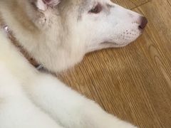 -Husky Go! 哈士奇体验馆·宠物咖啡厅狗咖