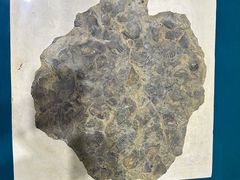 -青岛贝壳博物馆