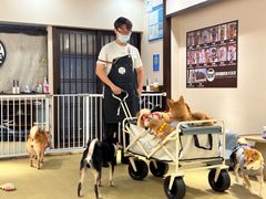 -逗柴咖啡屋·狗咖猫咖宠物桌游