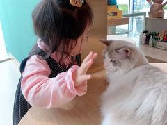 -飞行喵MR PILOT|猫舍·猫咖(静安大融城店)