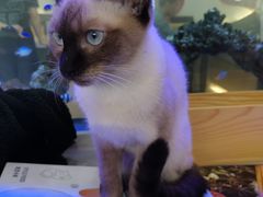 -喵园·猫主题咖啡厅·撸猫·猫咖(国贸店)