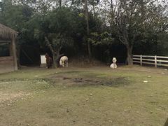 -都江堰玫瑰花溪谷