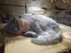 -猫色咖啡·猫咖