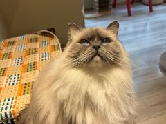 -有猫咖啡umeow coffee
