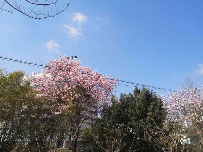 延春公园-"杨浦区比较老的一个公园,知名度不高. ."-大众点评移动版