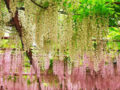 -嘉定紫藤园