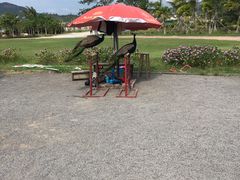 -亚龙湾国际玫瑰谷