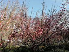 -太子山公园(园东路)