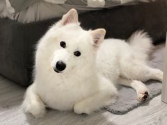 -酷豆宠物咖啡·宠物美食·撸猫馆