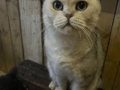 -壹六猫窝(谷德店)