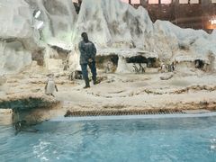 -帝企鹅自助餐厅•儿童岛•真企鹅(长隆企鹅酒店)