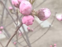 -桃花堤公园