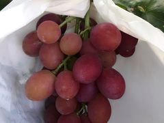 -马陆小张葡萄园农家乐