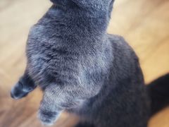 -CAT’S MEWSTAR CAFE·喵星球猫屋(晴湾咖啡店)