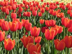 -廊坊文化艺术中心