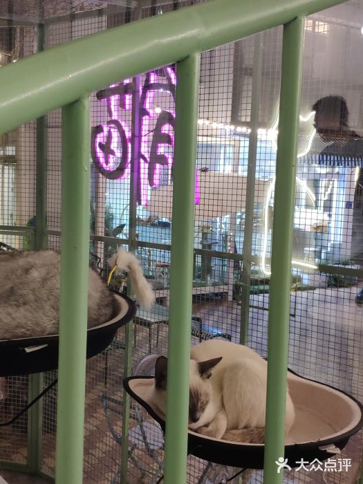 有猫主题·治愈系猫咖(曾厝垵店)图片