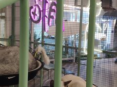 -有猫主题·治愈系猫咖(曾厝垵店)
