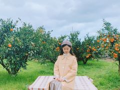 -柑橘农场