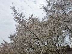 -樱花山风景区