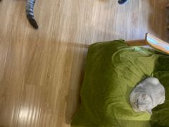 -滚猫咖啡·猫咖·猫友好撸猫(未来城店)