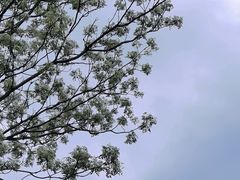 -黄埔古港