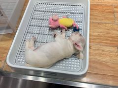 -狗道宠物(常熟印象城店)