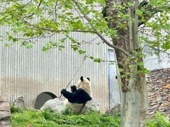 -卧龙中华大熊猫苑神树坪基地