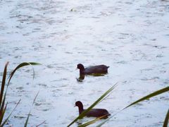 -野鸭湖国家湿地公园