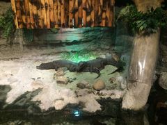 -迪拜水族馆及水下动物园