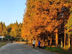 -东平国家森林公园