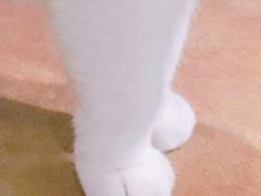 -共舞时光猫咖·狗咖(新街口店)