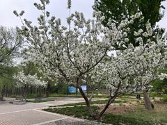 -野鸭湖国家湿地公园