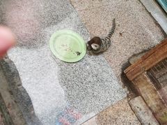 -上海大自然野生昆虫馆(东方明珠·爬宠昆虫探索中心)