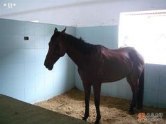 -松声马术俱乐部