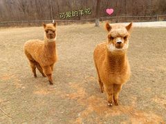 -大连铭湖国际观光牧场