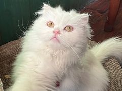 -豌豆小院咖啡馆