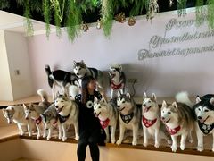 -Husky Go! 哈士奇体验馆·宠物咖啡厅狗咖