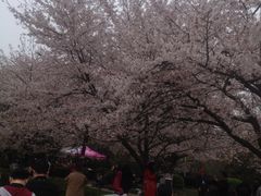 -武汉大学-樱园