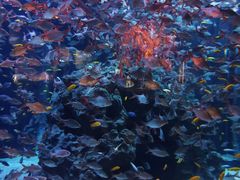 -成都浩海立方海洋公园
