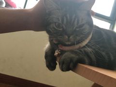 -Meowの猫咖(万家丽店)