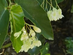 -墨尔本皇家植物园